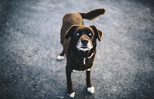 short-coated black medium-breed dog HD wallpaper
