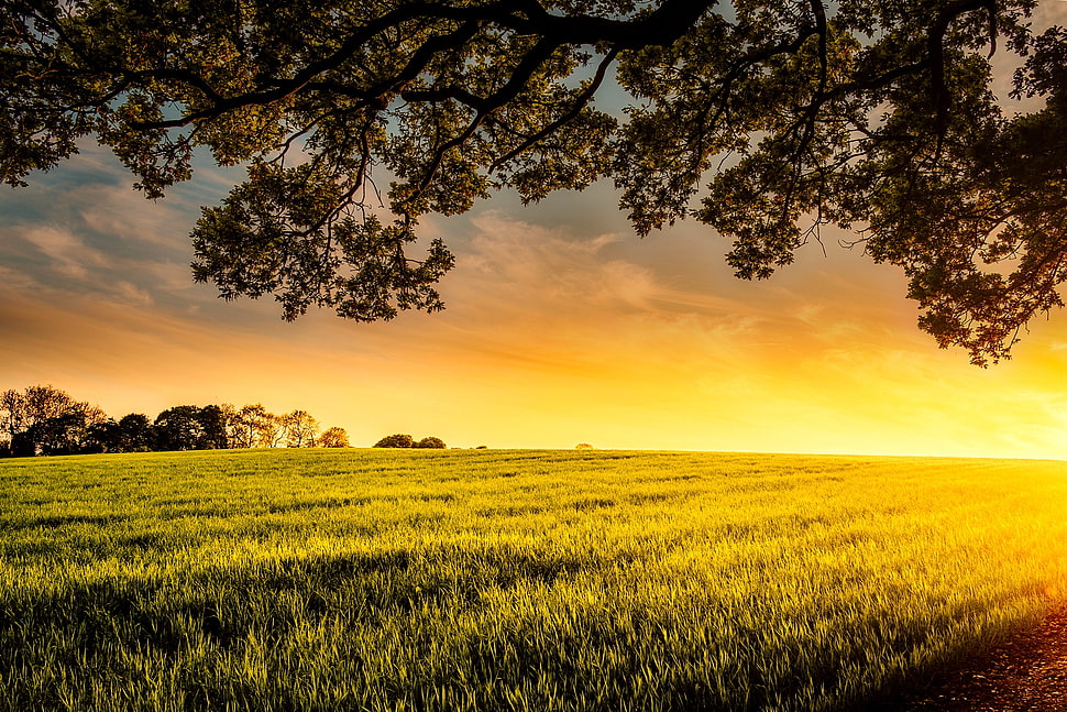 grass field near trees under orange sky HD wallpaper