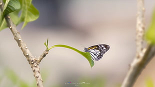 white and black butterfly on leaf HD wallpaper