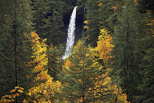 water falls with tress during day time