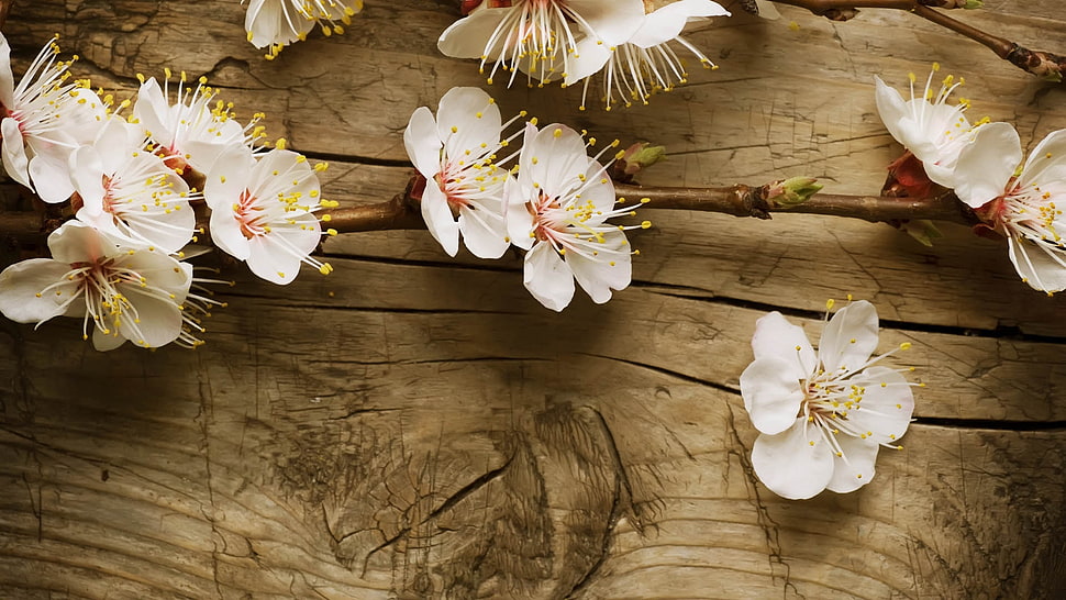 white flowers on brown wooden surface HD wallpaper