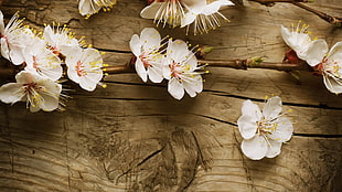 white flowers on brown wooden surface
