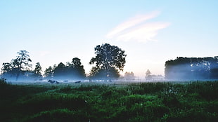 green grassfield, landscape, river, morning, Sun HD wallpaper