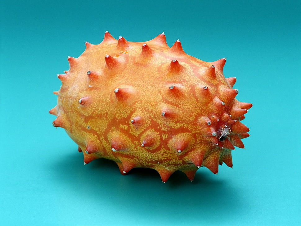 oval guard melon HD wallpaper