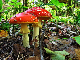 red-and-white mushroom near green leaf plant