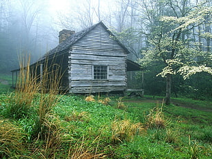 gray wooden house, cabin, forest HD wallpaper