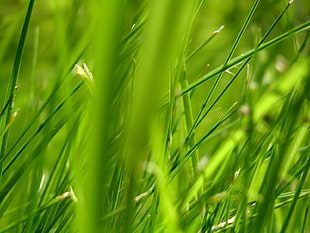 green grass in focus photography