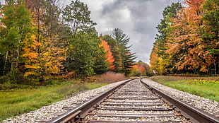 landscape photograph of train rail between forest trees HD wallpaper