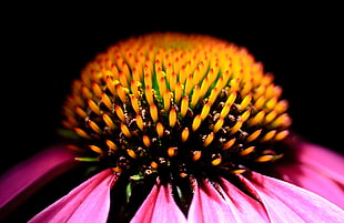 close-up photography of pink petaled flower, echinacea