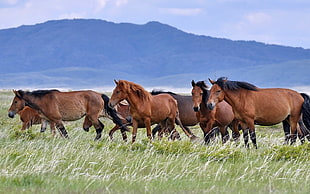 brown horses, animals, horse, landscape