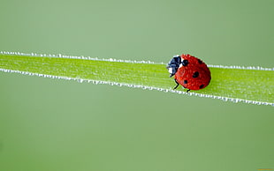 focus photography of ladybug beetle on green leaf at daytime HD wallpaper
