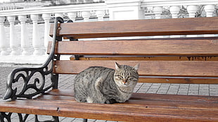 gray and black tabby cat, cat, bench