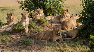 lion and lioness, animals, nature, lion