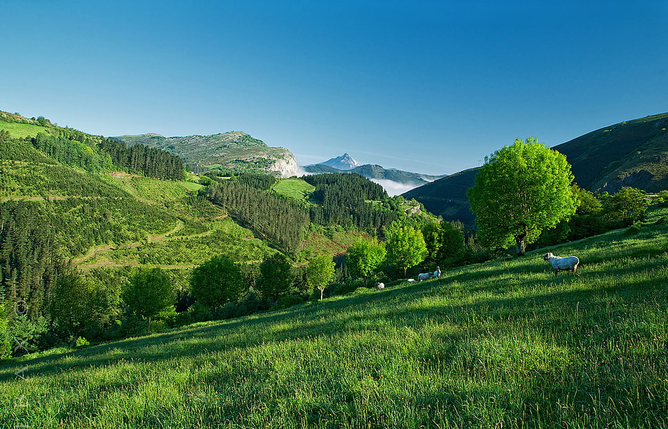 green trees HD wallpaper