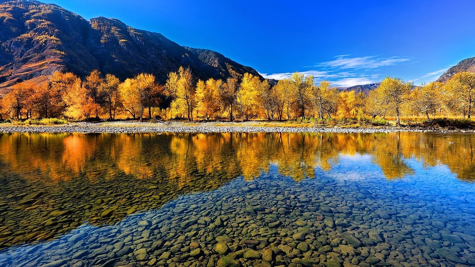 yellow leafed tree, nature, landscape HD wallpaper