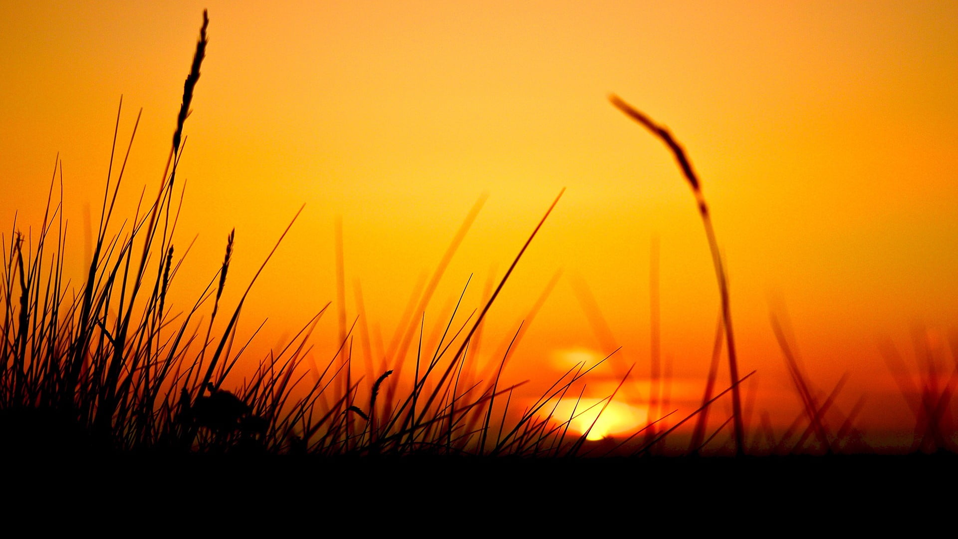 green grass, grass, Sun