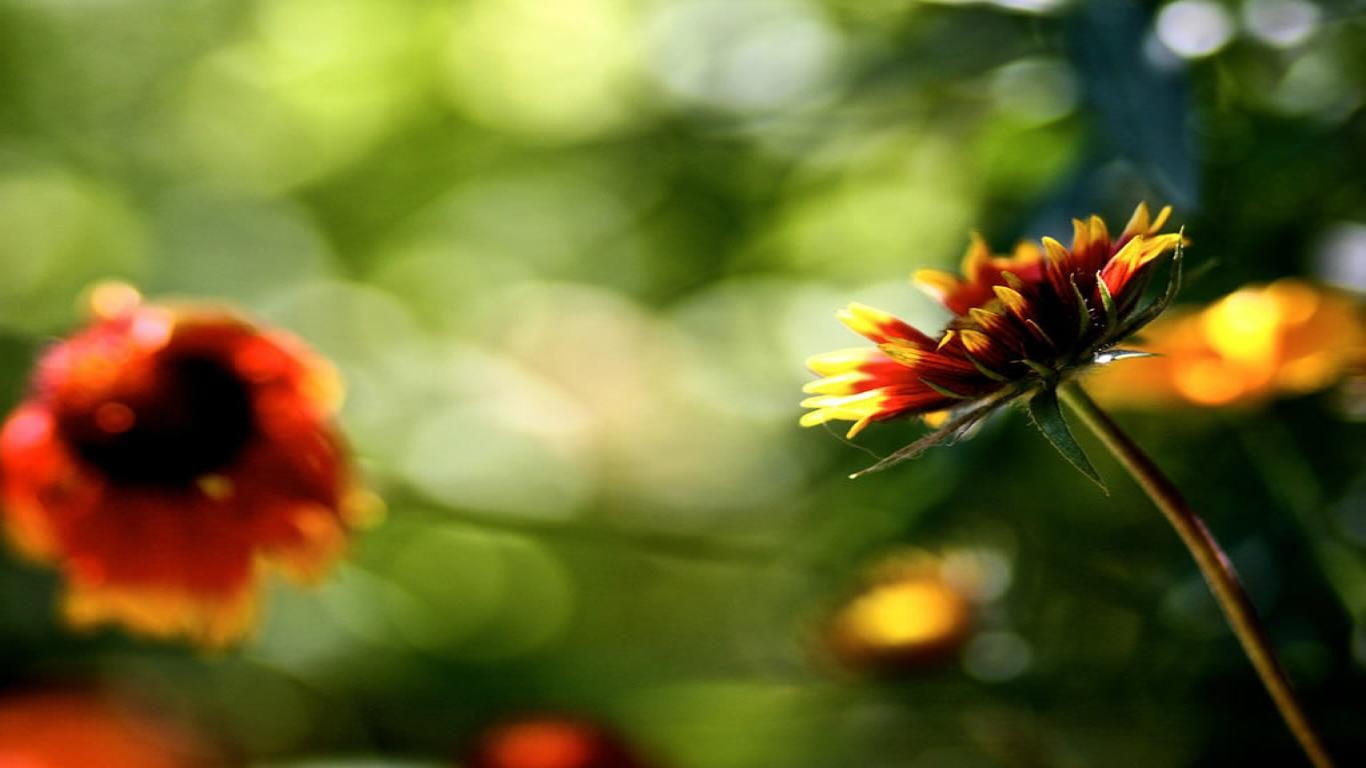 red petaled flower, flowers, bokeh, nature