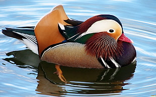 black and green duck, mandarin duck, duck, birds, water