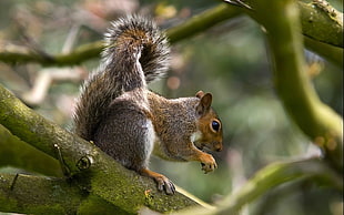 Squirrel on tree branch HD wallpaper