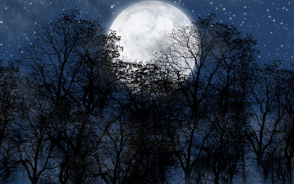 full moon illustration, night, Moon, stars, trees HD wallpaper