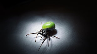 green and black spider, spider, animals, nature