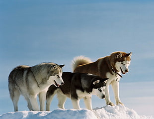 three Siberian Husky on snow field during daytime