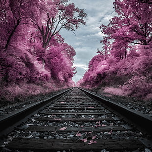 purple leaf tree on the side of train rail
