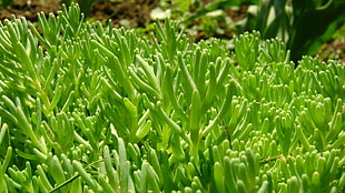 close-up photography of green plant