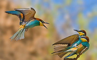 three European Bee-eaters