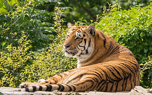 brown and black tiger, tiger, animals, big cats HD wallpaper