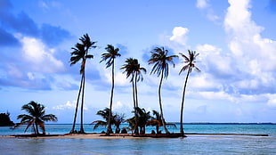green coconut trees, palm trees, sky, sea