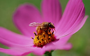 honeybee on top of purple petaled flower close-up photography