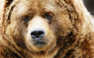 bear photo HD wallpaper