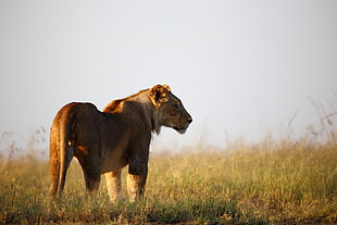 photo of Lion during daytime