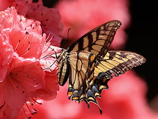 close up photo of brown and yellow butterfly perched on pink petaled flower