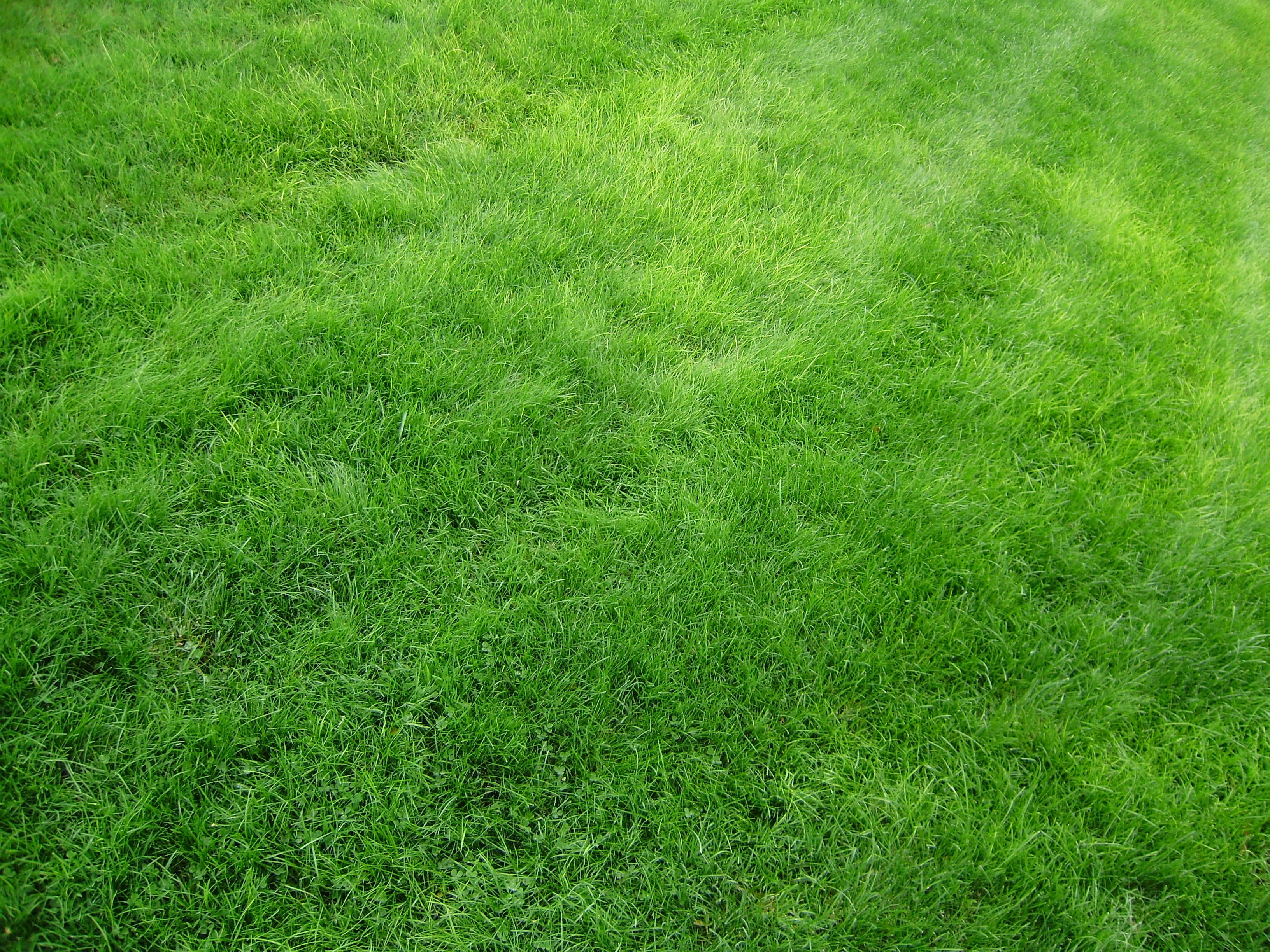 green grass field