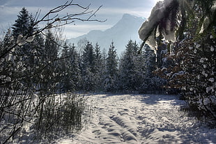 photo of trees during winter season