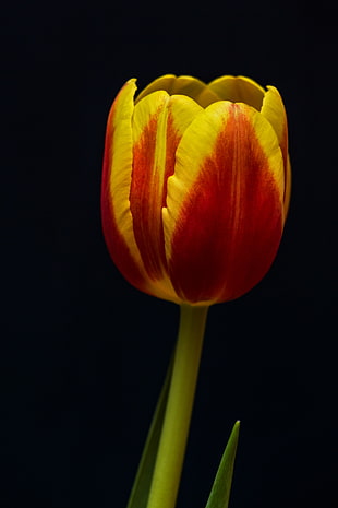 yellow and red tulip flower HD wallpaper
