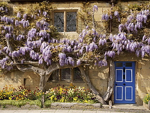 purple Wisteria tree beside house at daytime