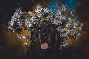 black labrador and flowers painting HD wallpaper