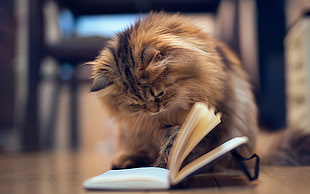 brown cat playing with book HD wallpaper