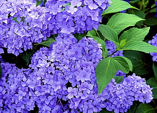 purple hydrangeas close-up photo