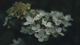 white hydrangea flower, nature, white flowers, plants