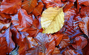 autumn leaves, leaves, fall