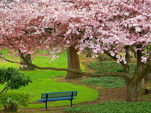 cherry blossom tree in middle of green grassfields during daytime HD wallpaper