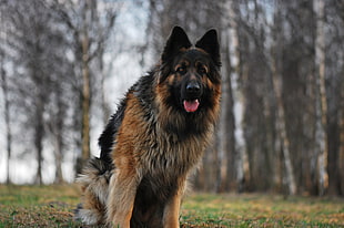 adult German Shepherd dog HD wallpaper