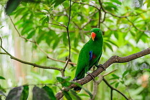 green feather bird, animals, parrot, depth of field, birds