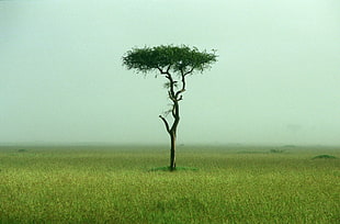 photo of green tree