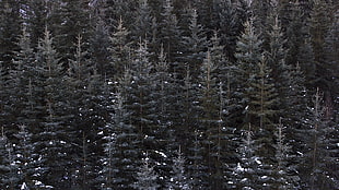 green leafed tree lot