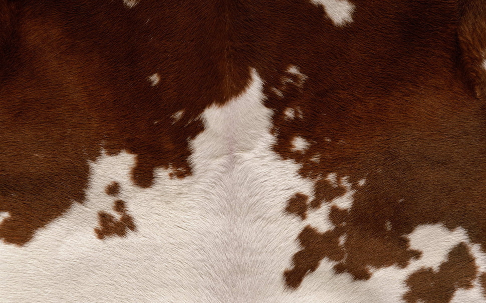 white and brown coated animal HD wallpaper